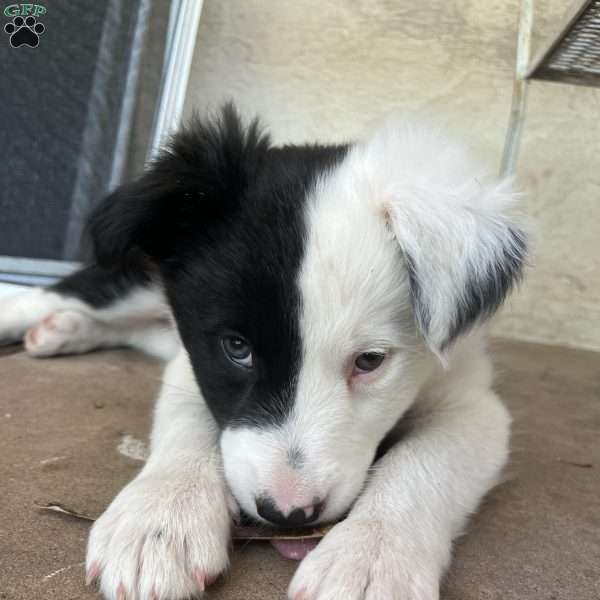 Everett, Border Collie Puppy